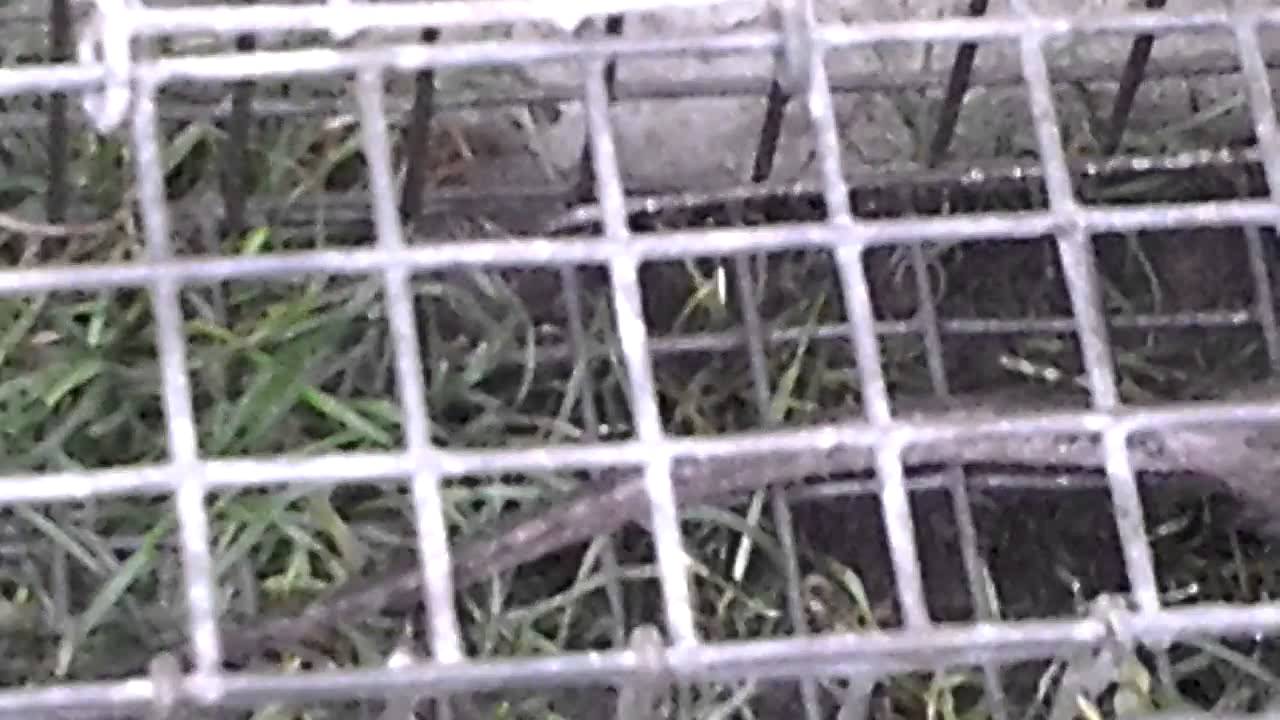 Rat caught in trap YouTube