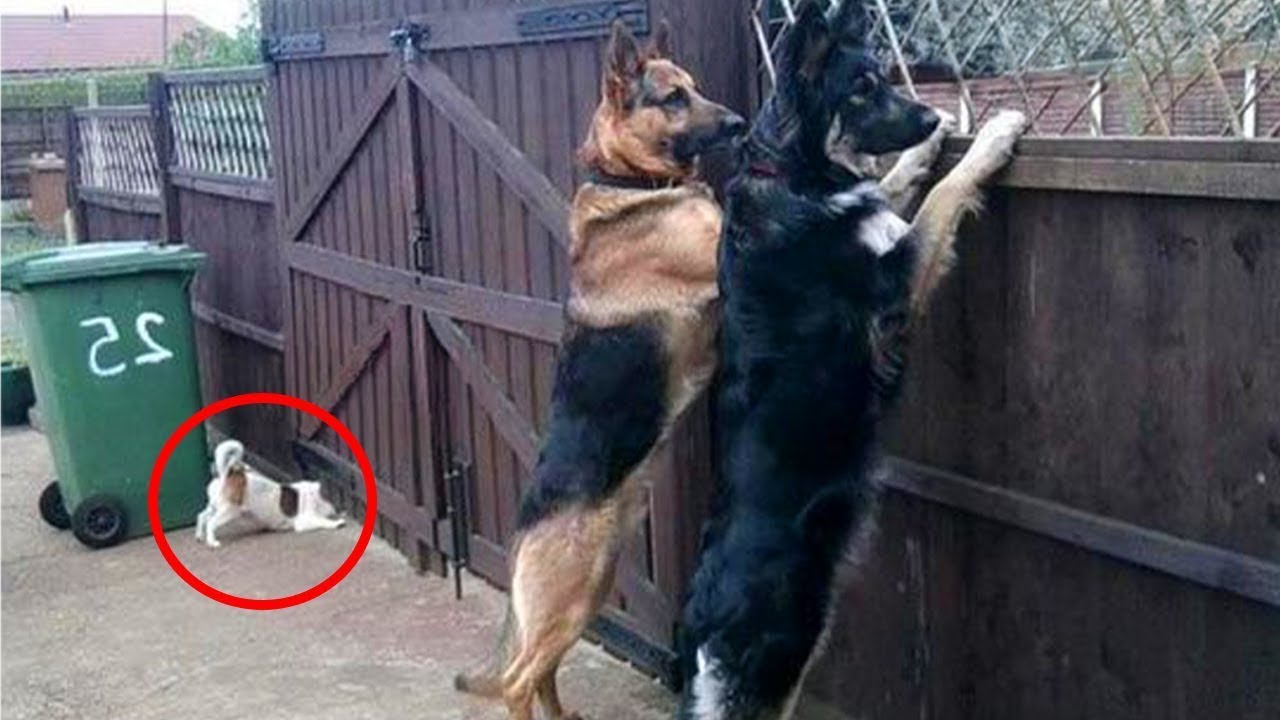 Este Perro Tiene un IQ de 200   🧠 ¡El perro más divertido de la historia!