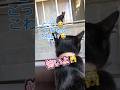 野良猫にビビるけど反撃に出る！【天才お喋り猫】 #天才猫 #しゃべる猫