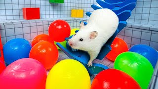 Only here 🐹 Hamster Maze Expedition 🐹 Journey Through the Impossible! 🛑Live Stream