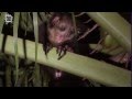 - Aye-Aye (Daubentonia madagascariensis) - une vidéo Animaux.mp4