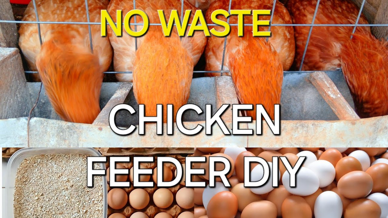 Organic Poultry