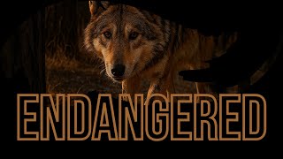 The Most Endangered Wolves in the World