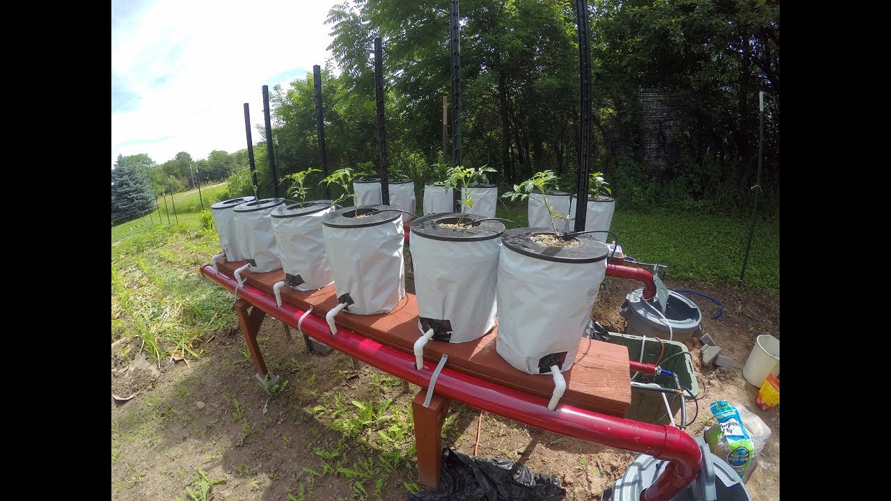 DIY: Everything You Need to Know to Build a Simple Backyard Aquaponics ...
