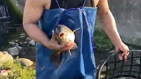 Amazing Cast Net Fishing Skill Catch Giant Fish -Awesome Traditional Net Fishing on The River Part12