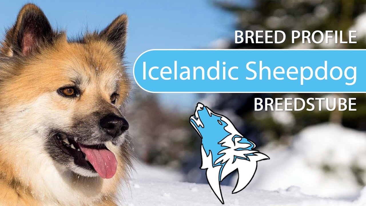► Icelandic Sheepdog Breed [2020] Temperament & Training