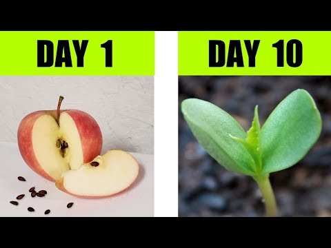 apple seeds growing