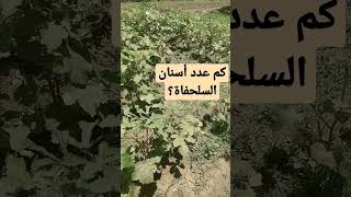 كم عدد أسنان السلحفاة؟ #كن_ذا_أثر #إجابة_سؤال