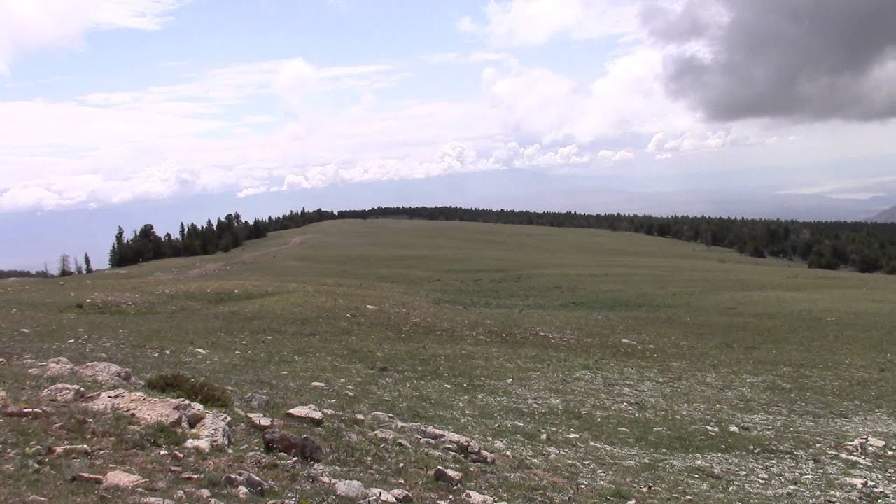 Pryor Mountain Mustangs