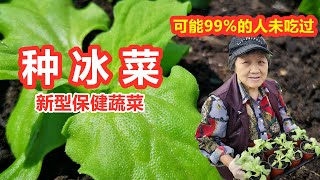 【冰菜种植】新型保健蔬菜，可能99%的人没有吃过的菜！，从种子到移栽定植，频道1周年有惊喜How to Grow Ice Plant\ Mars Hydro