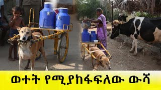 ወተት የሚያከፋፍለው ውሻ