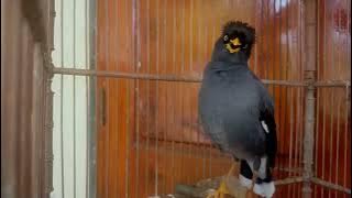 Download lagu masteran dan terapi jalak kebo pagi hari untuk jalak kebo muda - Agar cepat gacor