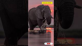 Reviving Extinct Animals #shorts #ytshorts #trending #viralvideo