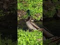 #birds #ducks #mallardduck #backyardgarden #music
