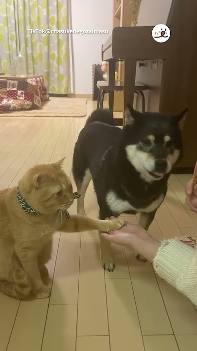 Who’s the cat? Who’s the dog? 🤯