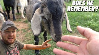 REUNITING WITH THE ORPHANED BABY GOAT DARREL!