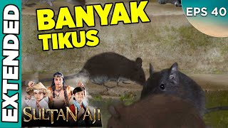 Ratusan Tikus Menyerang Pesantren - Sultan Aji
