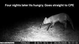 Fox visits Canid Pest Ejector for 1st time on 22 May. Four nights later it is controlled.