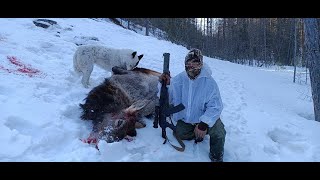 Охота на изюбря на отстое Юго-Западной Якутии в Олекминском районе