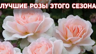 ТОП 4- Самые лучшие розы, которые удивили в этом сезоне! Сорта без недостатков!