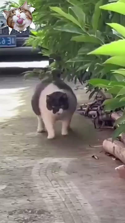 Tung Tang Tung Kucing Lucu #shorts #kucing #kucinglucu