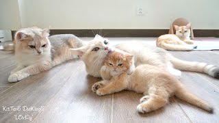 Top interesting moments of the cat family - Ways of cat mothers to take care of kittens