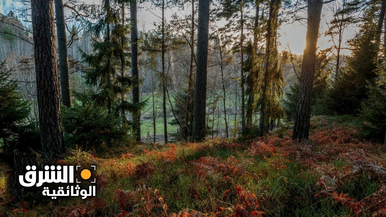 الغابة الجديدة - الشرق الوثائقية