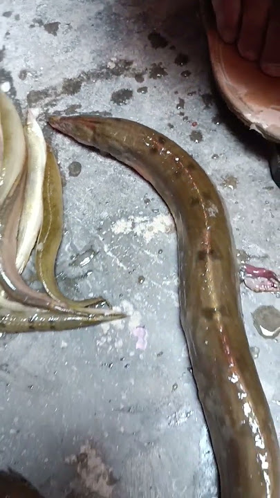 🐍🐍 Snake Ki Tarah Dikhne Wala Bihar Ka Famous Bami Fish 🐠🐠 | Bami Fish Kaisa Hota Hai | #bihar #fish