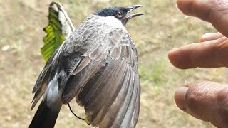 Pasti nyaut ajaran kutilang denger suara pikat abal abal ini