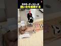 飼い主のお世話をする天才ボーダーコリー