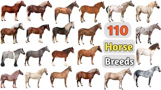 Horse Breeds Vocabulary ll 110 Horse Breeds Names In English With Pictures ll 100 Horse Names