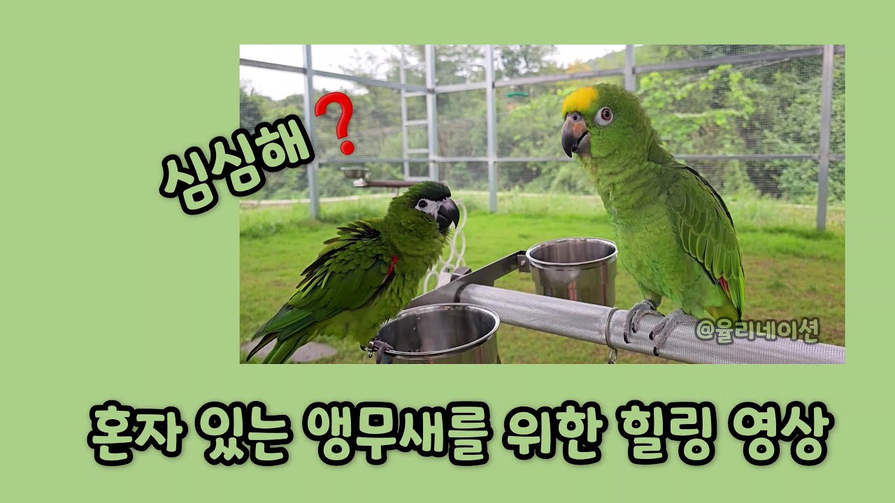 심심한 앵무새를 위한 영상 [2탄] 