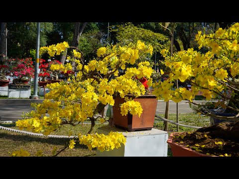 Video Vườn hoa Mai siêu đẹp ở Hội hoa xuân Tao Đàn 2023, 30... - youtube