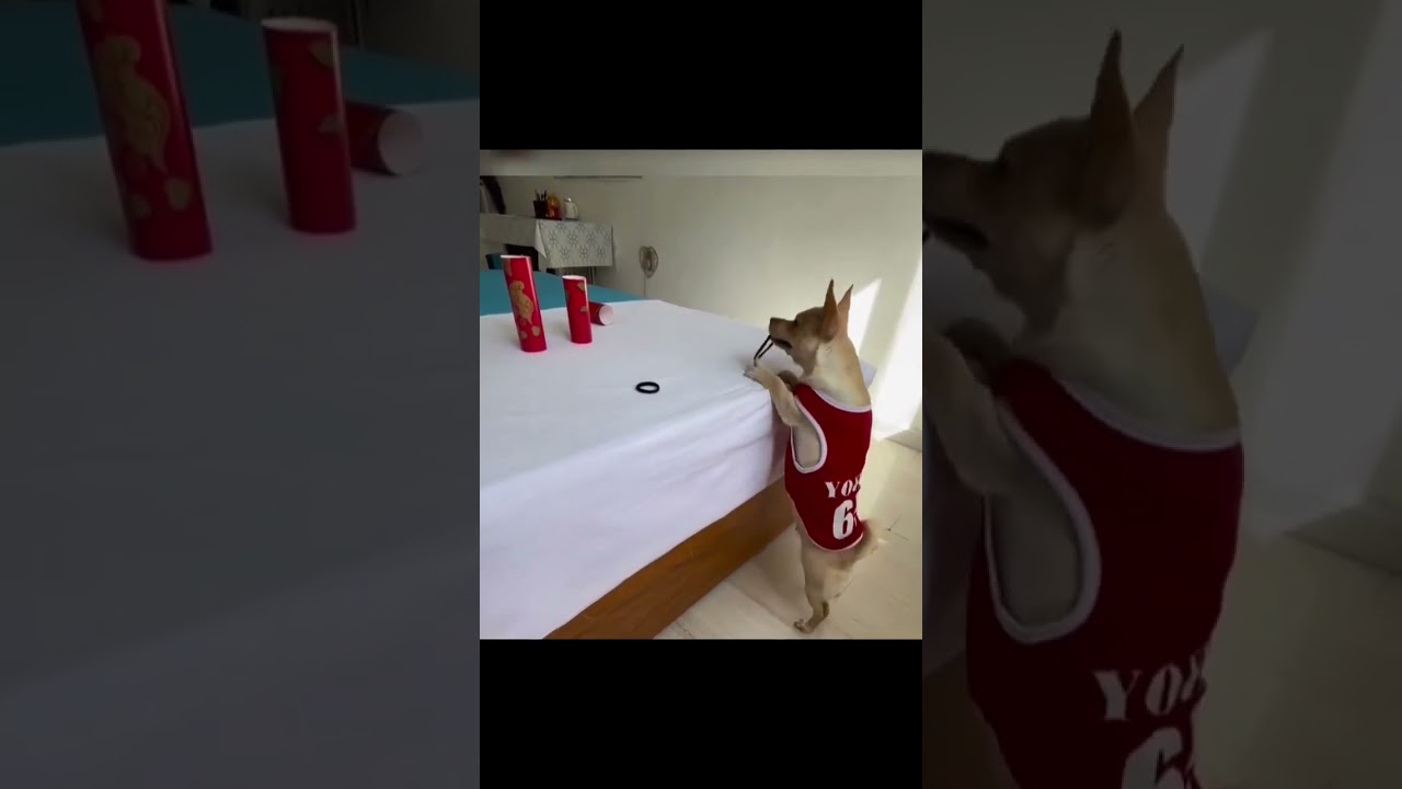 Unleash Fun: Doggie Elastic Shooter - Perfect Playtime Companion!