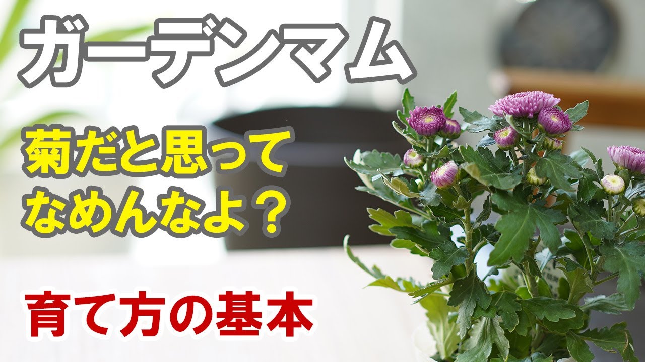 ガーデンマム ポットマム の育て方 植え替え 切り戻し Youtube