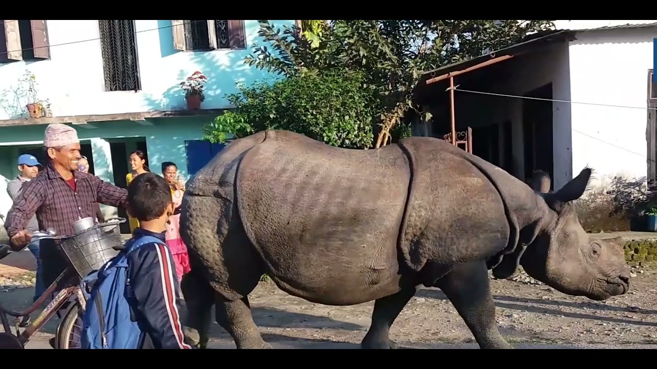 Close encounter with rhino friendly rhino one horn rhino YouTube