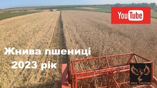 ❗🌾Молотимо пшеницю ❗😎 Сипе так, що ресори не витримують🛠🔥