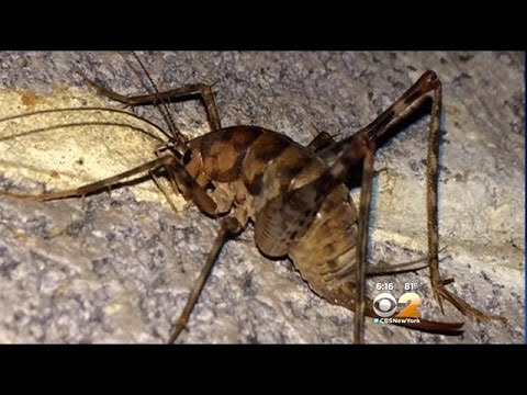 giant cave cricket