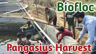 Biofloc Cement Tank Pangas Fish Harvesting At Big Scale