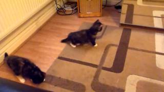 Kitten Jump by TheAdamsmatt 266 views 13 years ago 1 minute, 23 seconds