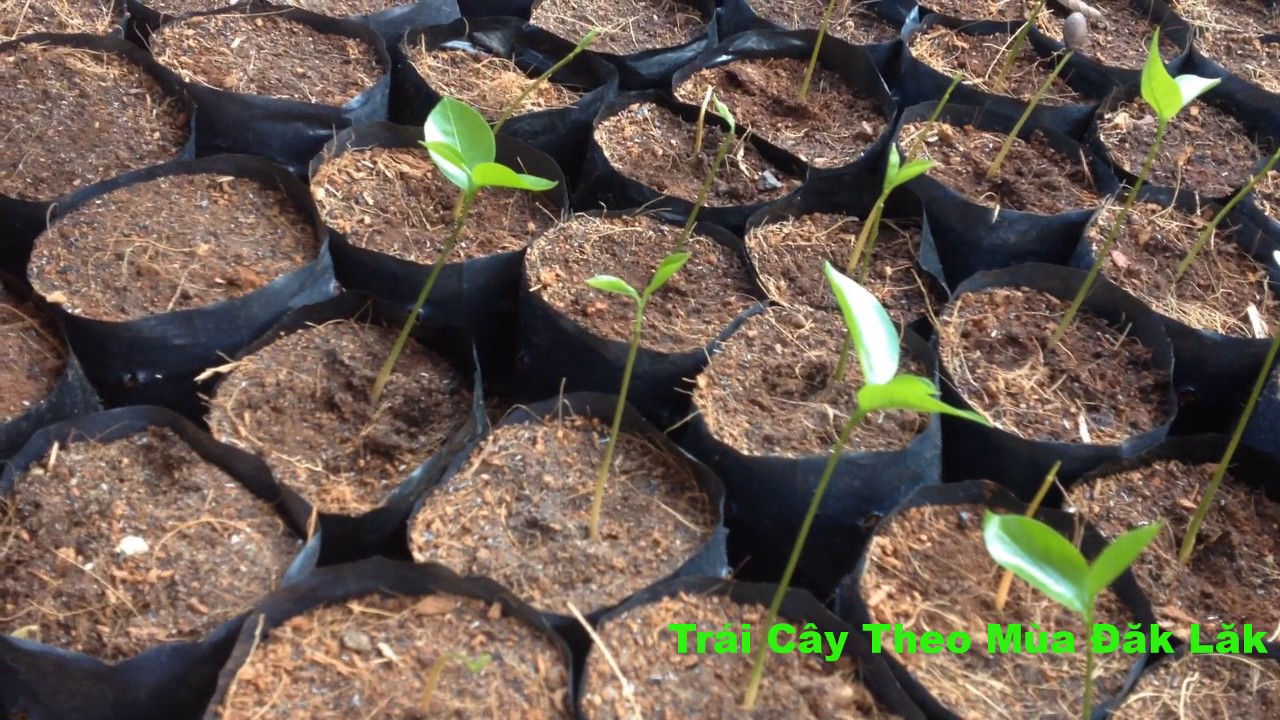 Kỹ Thuật Ươm Hạt Mảng Cầu Ta Tại Nhà Mới Nhất