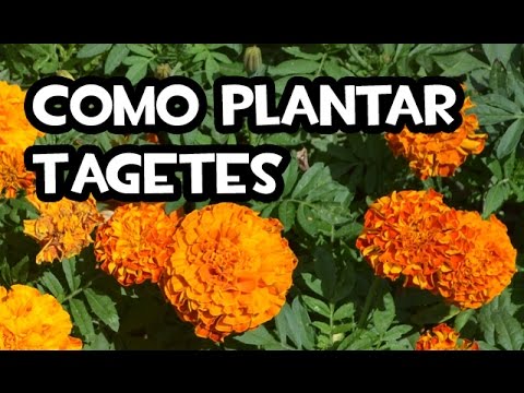 Como plantar Tagetes | Huerto Ecologico