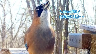 #カケス、ひまわりの種を食い尽くすも、1つだけ残してしまう・・（2023/11/16 #野鳥 ）