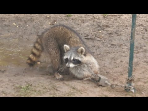 Z-Trap Dog Proof Cuffs for Raccoons 