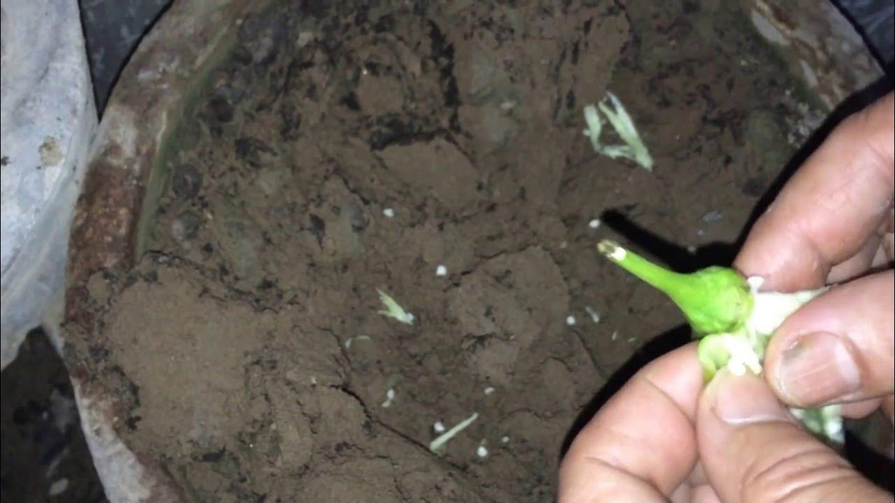 How to easily grow Chillies / मिर्ची / Chilli at home ( in hindi