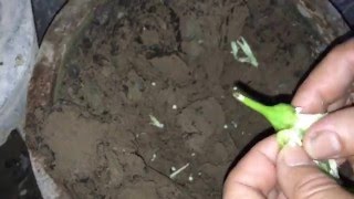 How to easily grow Chillies / मिर्ची  / Chilli at home ( in hindi )