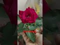 আল্লাহ উপর আস্তা বেশি #viral #shorts #allah #motivation #subscribe