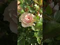 强香玫瑰系列 Fragrant Roses | Emily Brontie by David Austin | 大卫奥斯汀玫瑰 艾米丽勃朗宁 #rose #davidaustinroses
