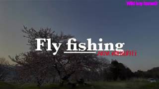 【Fly fishing】昨年初めて入った渓流に出会いを求めて　フライフィッシング