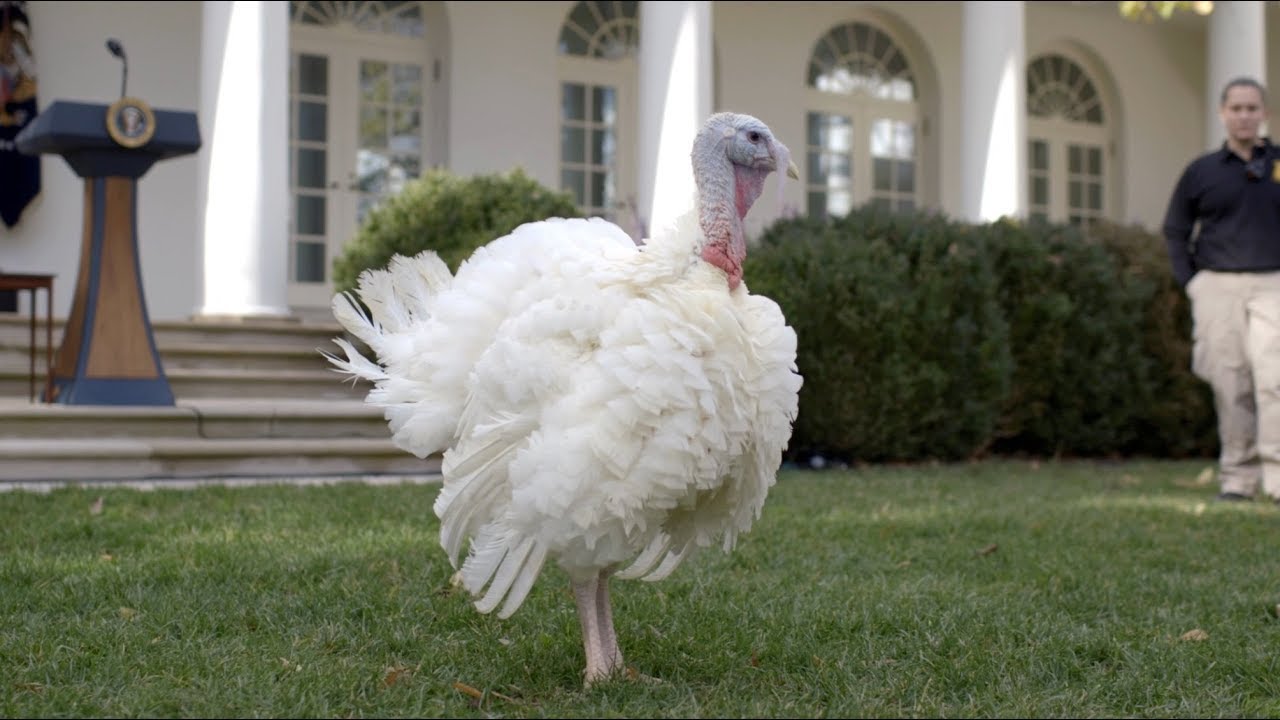 Turkey Pardoning | The White House